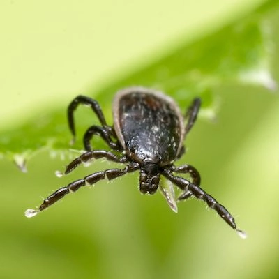 Ticks - Enviro-Guard Plus Inc.